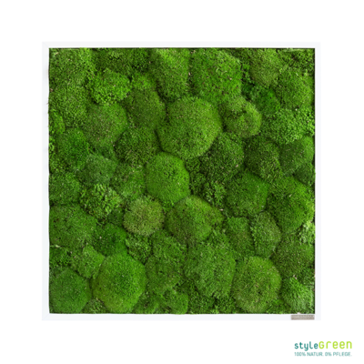 Produktbild: Kugelmoos 55x55